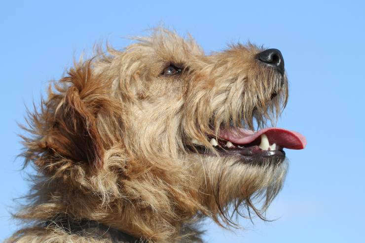 Lakeland Terrier