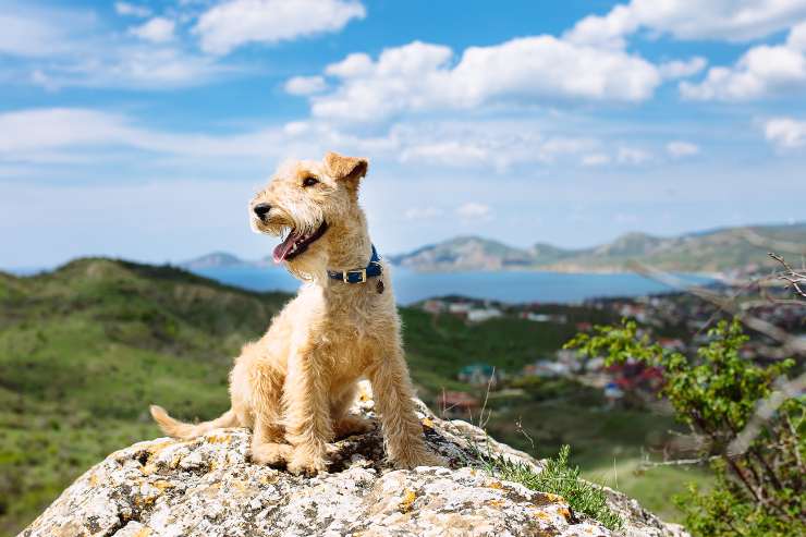 Lakeland Terrier