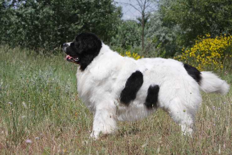 Landseer