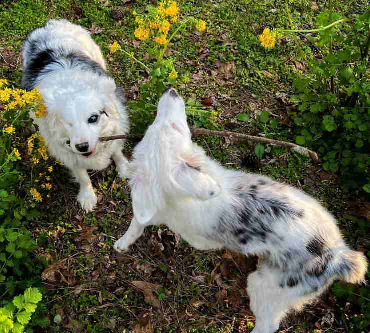 Little Buddy Aster Rose cani esperimenti