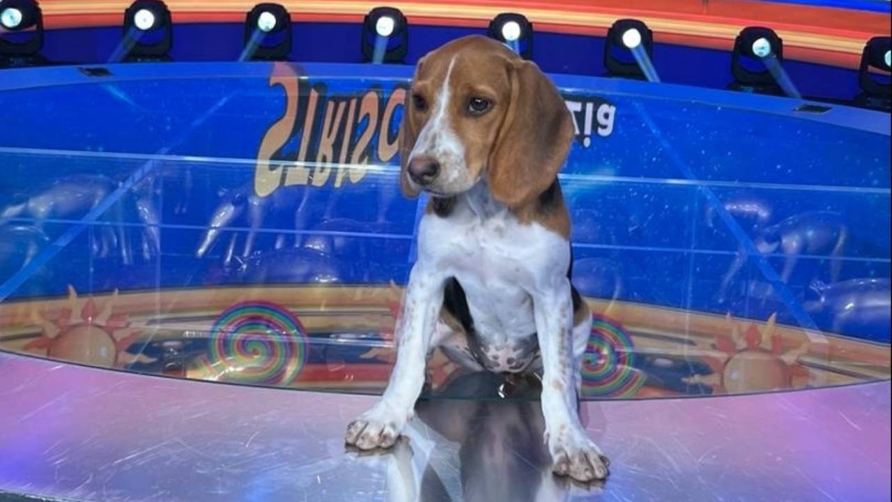 Luna Striscia la Notizia presenta il nuovo cucciolo di cane dell'Oasi