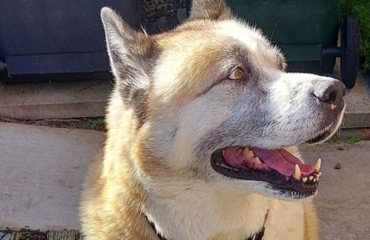 cane trovato accanto al corpo