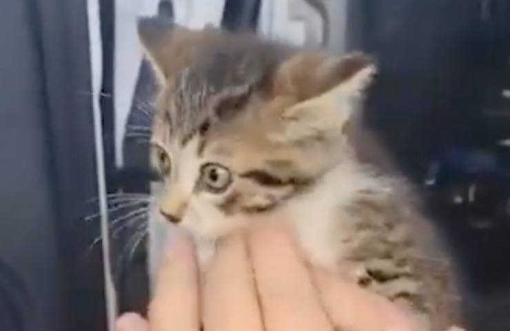 gattino salvato intrappolato cruscotto