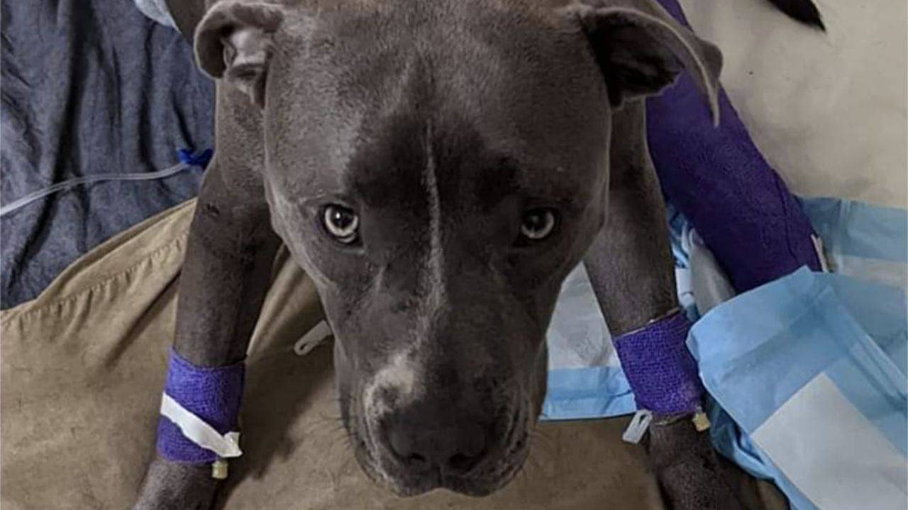Il cane necessita di sangue per la trasfusione, la corsa per salvare Millie