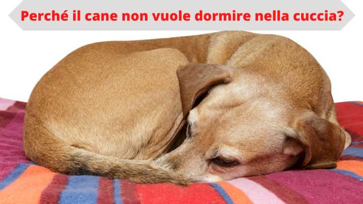 Perché il cane non vuole dormire nella cuccia (1)