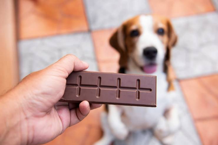 il cane ha mangiato la cioccolata