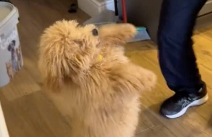 phoebe perro smash dance