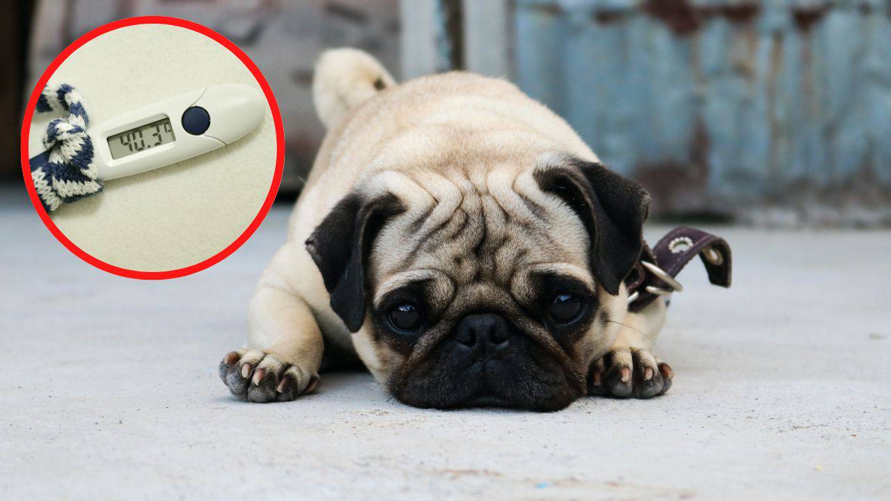 Come capire se il cane ha la febbre? Tutti i segnali che devi osservare