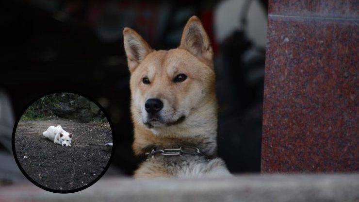 Malattie più comuni del Korea Jindo Dog