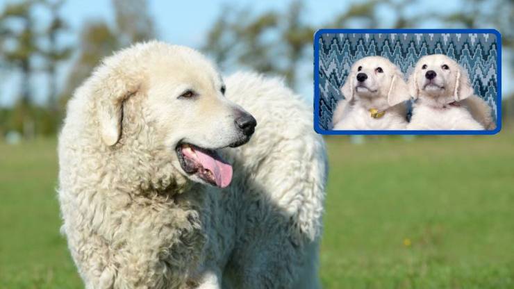 Alimentazione del Kuvasz