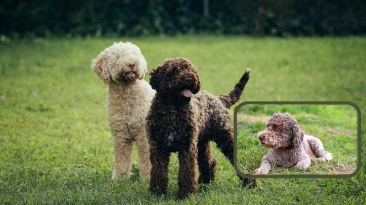 Alimentazione del Lagotto Romagnolo