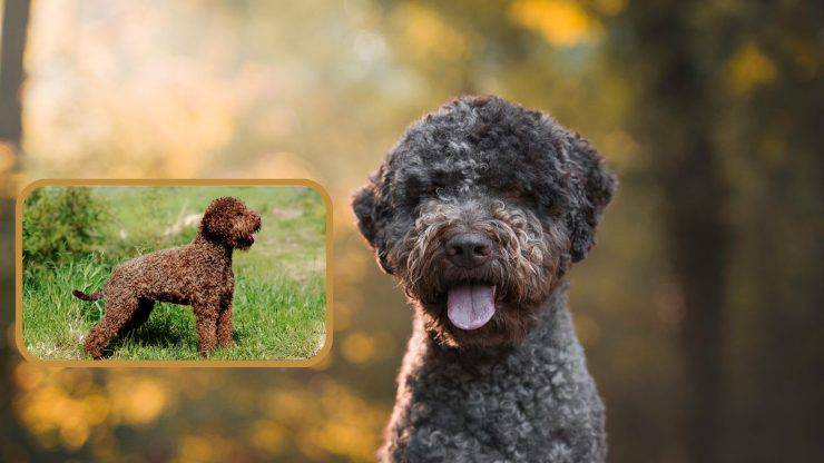 Cura del pelo del Lagotto romagnolo