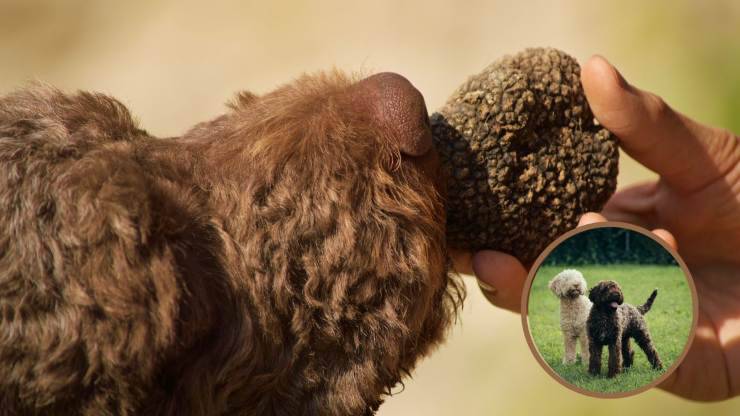 Razze compatibili col Lagotto romagnolo