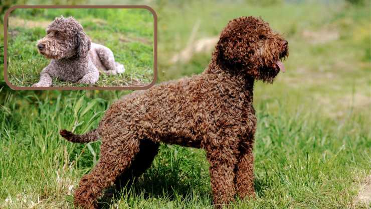 Malattie più comuni del Lagotto romagnolo