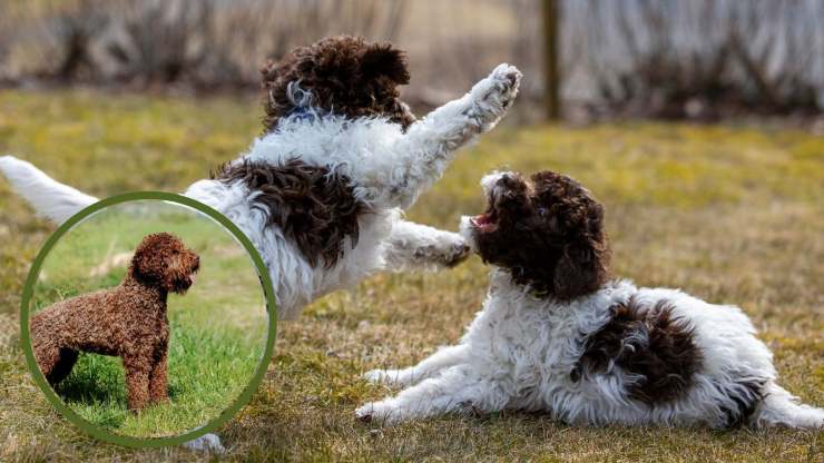 Curiosità sul Lagotto romagnolo