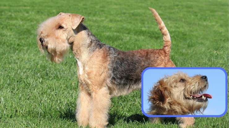 Alimentazione del Lakeland Terrier