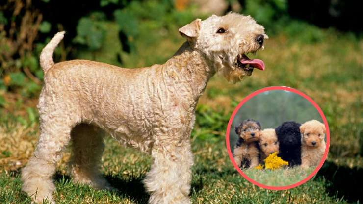 Adottare un Lakeland Terrier