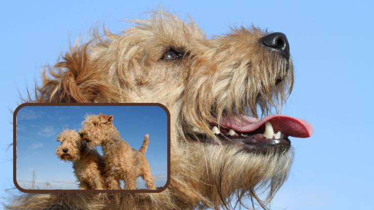 Cura del pelo del Lakeland Terrier