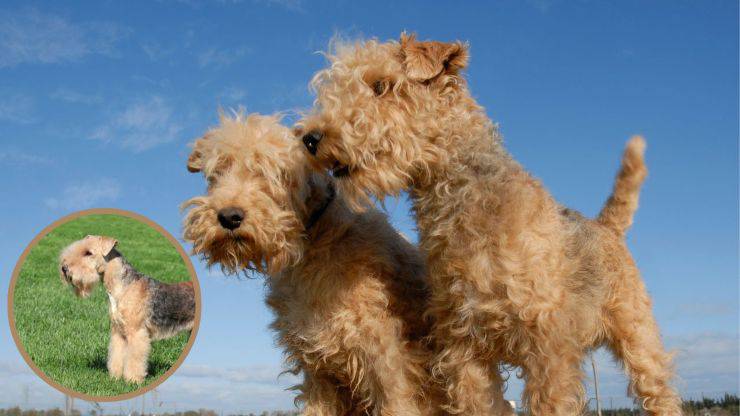 Malattie più comuni del Lakeland Terrier