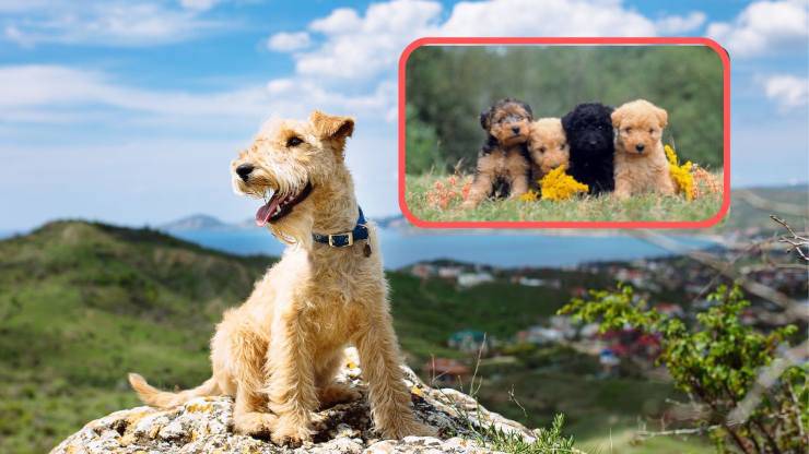 Curiosità sul Lakeland Terrier