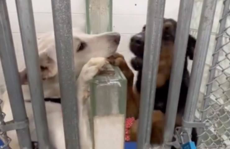 cani divisi gabbia baciano