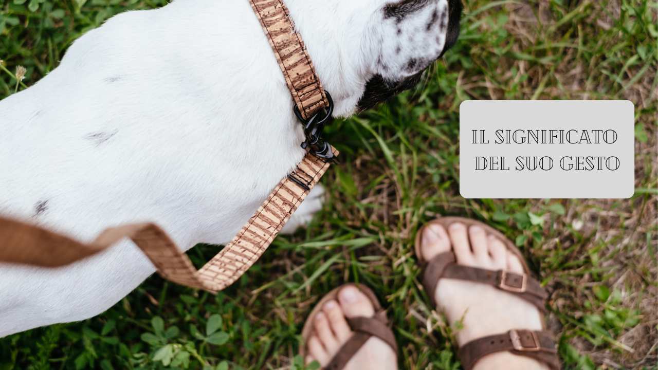 cane che lecca i piedi