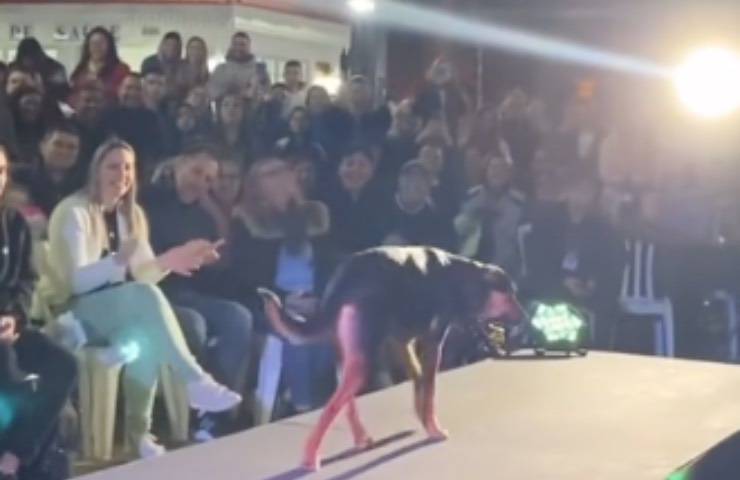 cane passerella performance modello