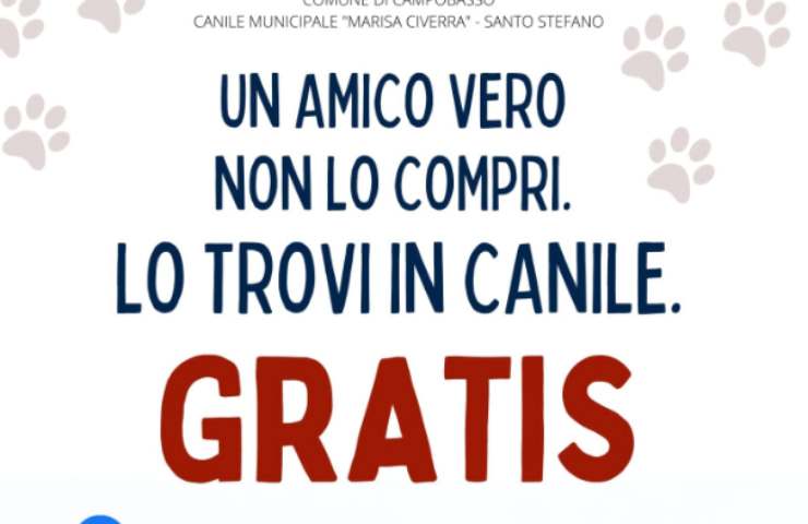 adottare cane annuncio social