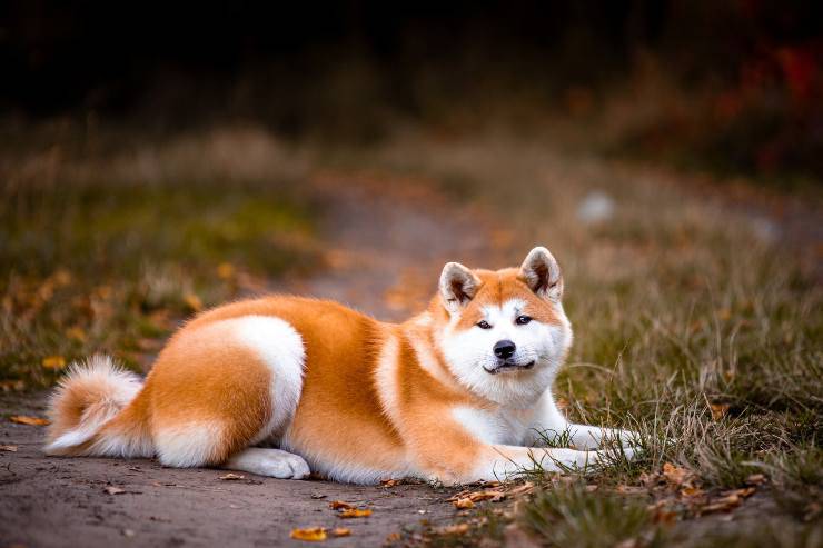 Fido fermo nella natura