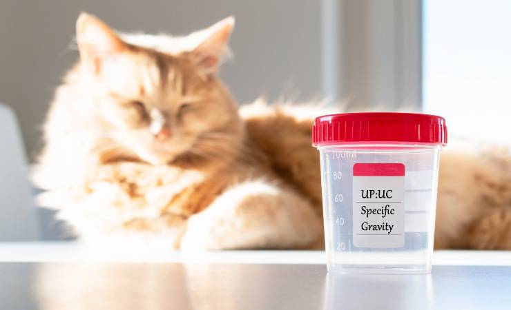 analisi delle urine nel gatto