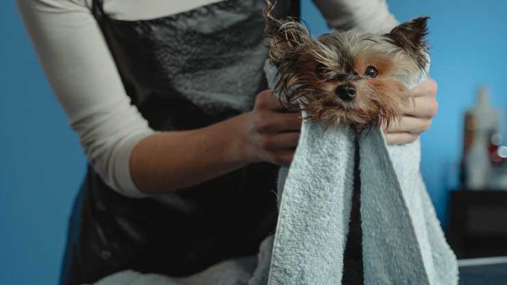 asciugamano cane