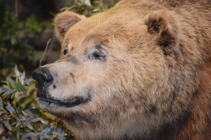 Orso a caccia di cibo