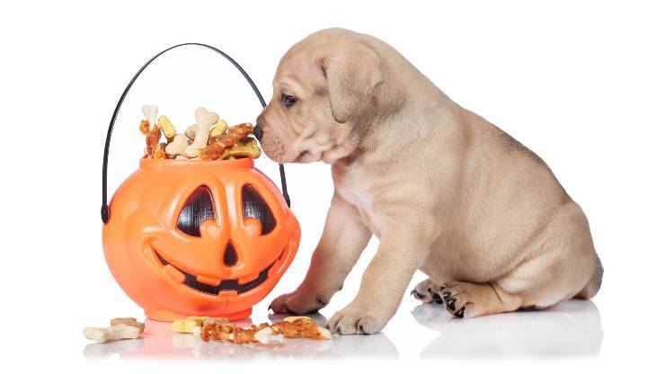 biscotti di halloween per cani