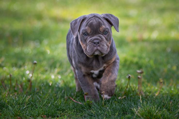 Cagnolino a passeggio