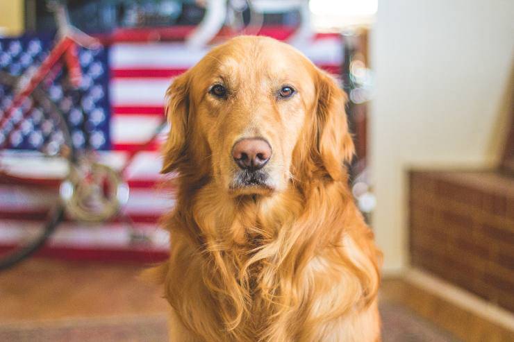 Il cane dentro un negozio