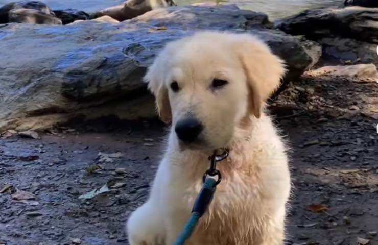 Golden Retriever cane