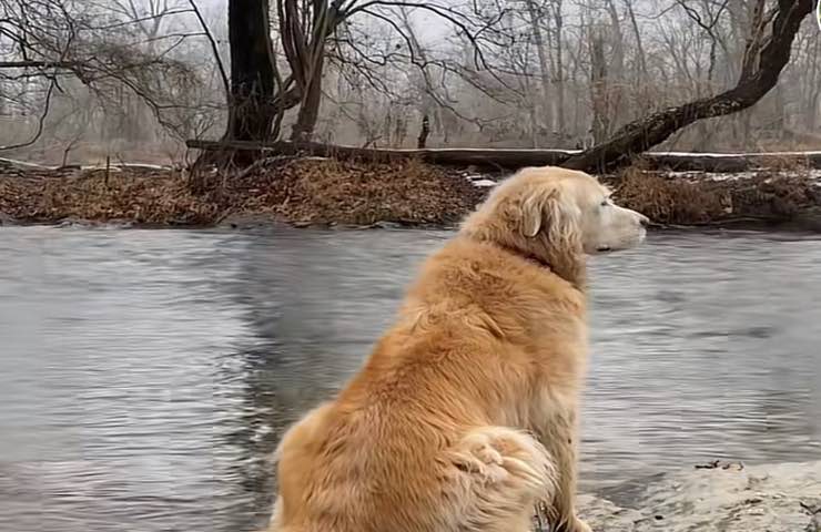 cane cucciolo