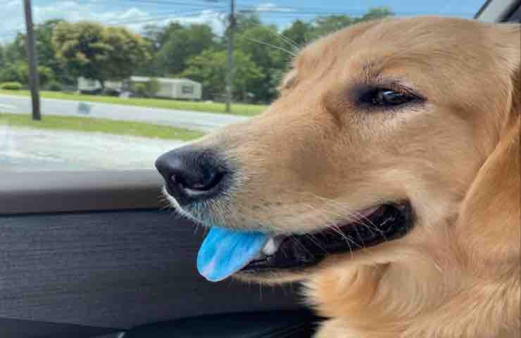perro lengua azul