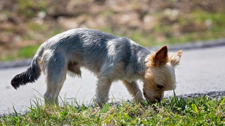 cane annusa