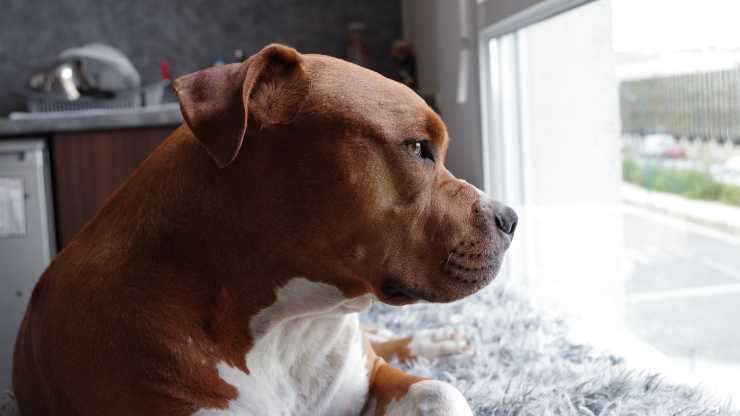 cane aspetta persona