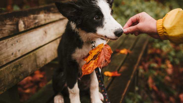 cane autunno