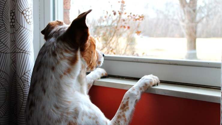 cane guarda finestra