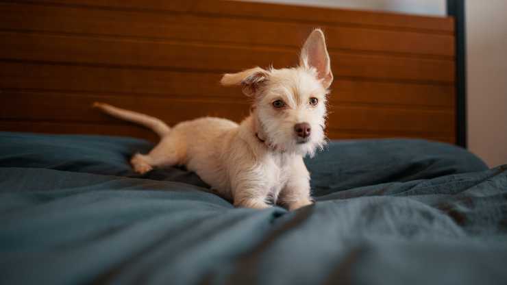 cane sul letto