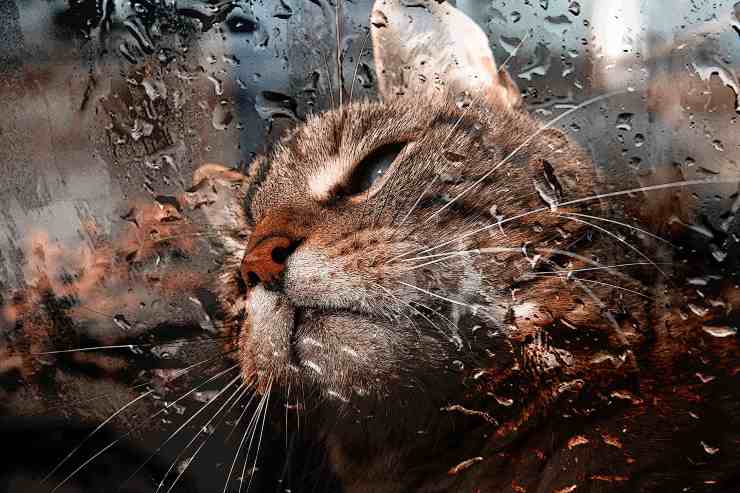 La lluvia y el felino