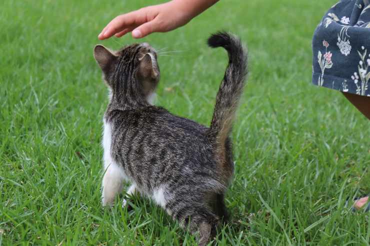 I segnali d'affetto del gatto