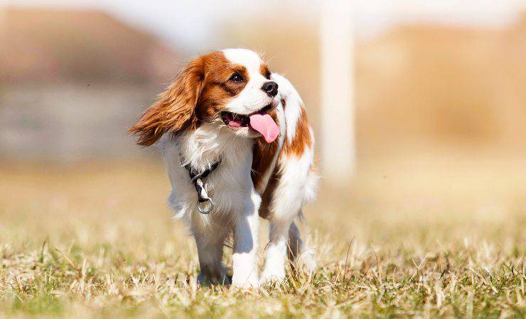 Cavalier King Charles Spaniel