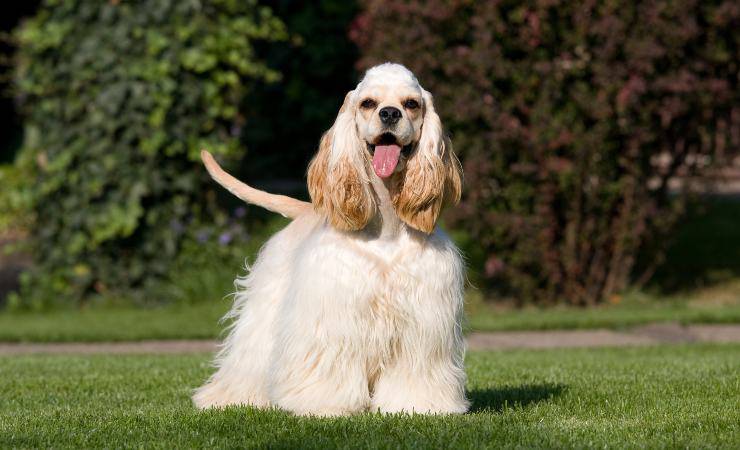 cocker spaniel americano