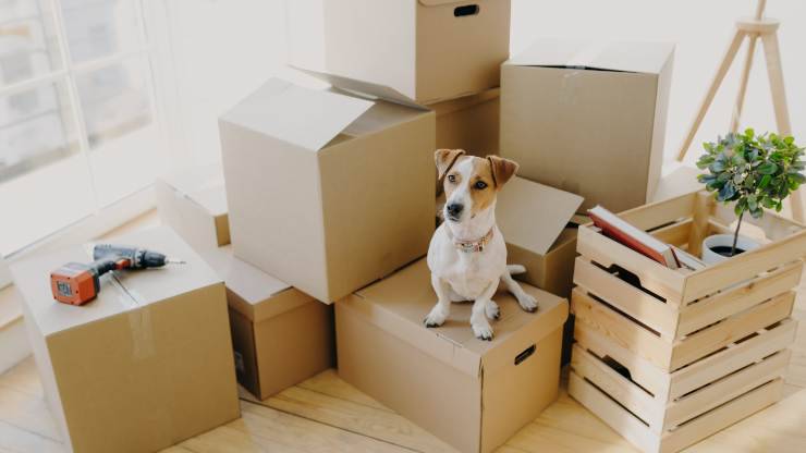 come abituare il cane alla nuova casa