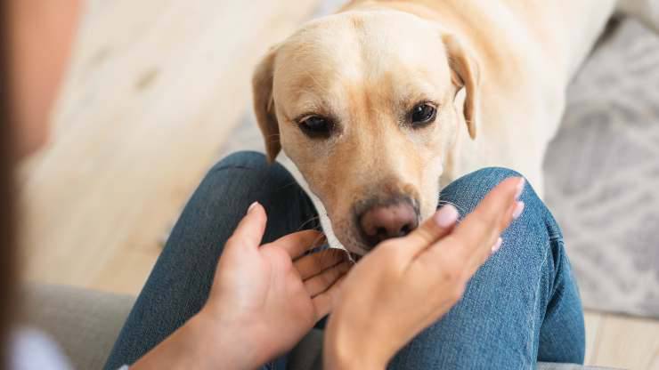 come allenare l'olfatto del cane