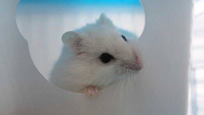Come far felice il criceto: ecco tutto ciò che puoi fare